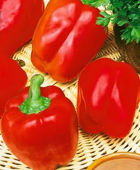 Перец сладкий Ведрана F1