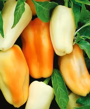 Перец сладкий Яркая радуга F1