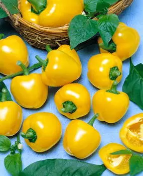 Перец сладкий Золотистая малютка