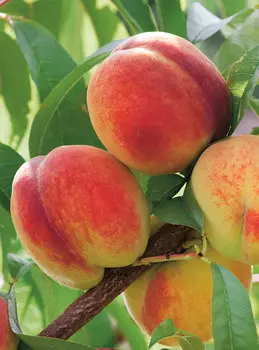 Персик Ред хевен