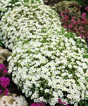 Песчанка горная