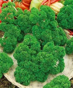 Петрушка курчавая Вологодские кружева