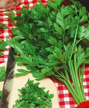 Петрушка листовая Итальянский гигант