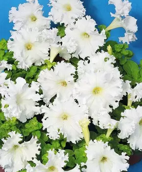 Петуния Афродита Белая