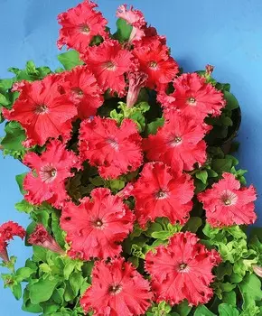 Петуния Афродита Лососевая