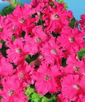 Петуния Афродита Розовая