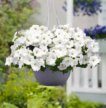 Петуния ампельная Изи Вэйф белая