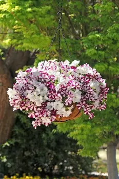 Петуния ампельная Изи Вэйф Старфиш набор