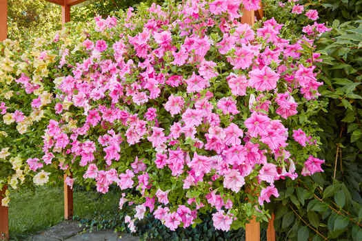 Петуния Бриллиант Розовое Вино