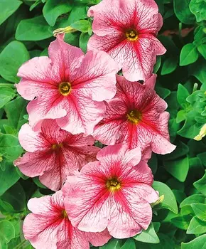 Петуния Дадди Мята