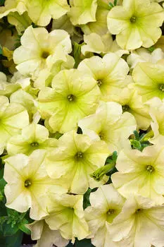 Петуния Дебонуар Зелёный лайм