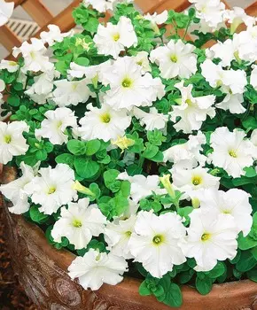 Петуния Дримс Белая