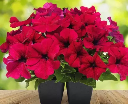 Петуния Дримс Бургунди