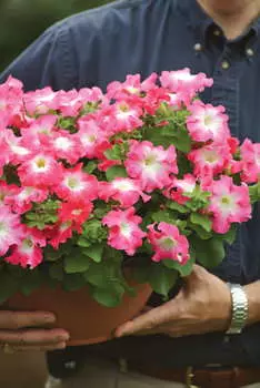 Петуния Дримс Коралловое утро