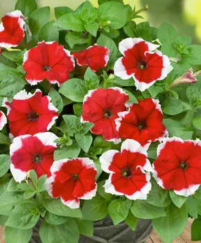 Петуния Дримс Красная пикоти