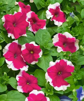 Петуния Дримс Розовая пикоти