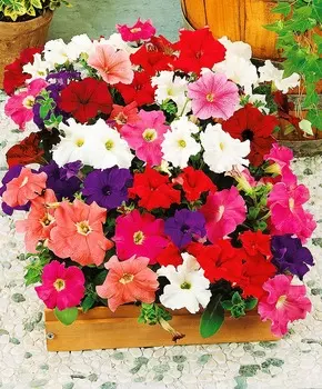 Петуния Дримс Яркий набор