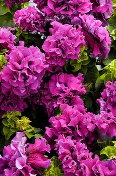 Петуния Дубл каскад Бургунди