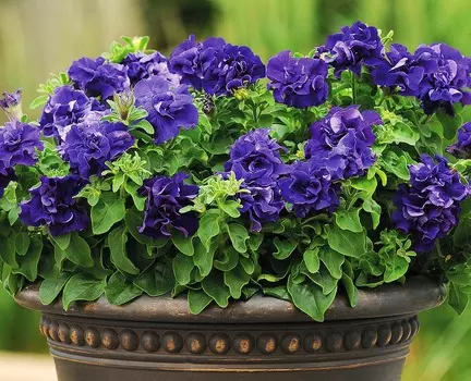 Петуния Дубл каскад Синяя