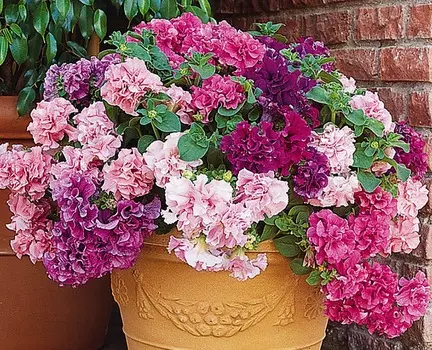 Петуния Дубл каскад Водевиль набор