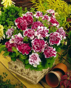 Петуния Дубл пируэтт Розовая