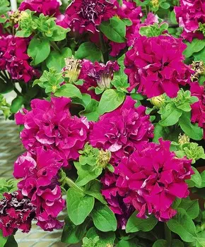 Петуния Дуо Бургунди