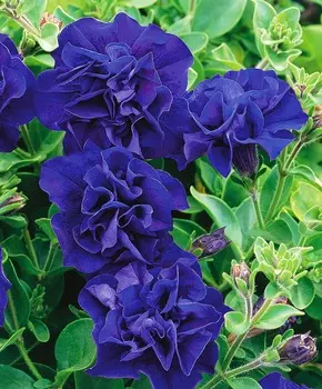 Петуния Дуо Голубая