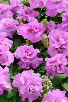 Петуния Дуо Лавандовая