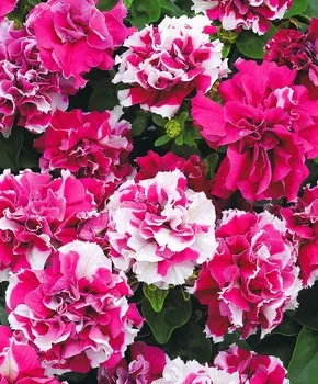 Петуния Дуо Розово-белая