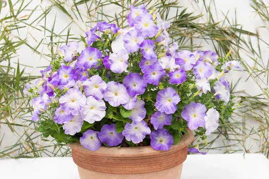 Петуния Джоконда Марин блю