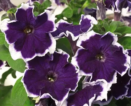 Петуния Калиффо Синяя пикоти