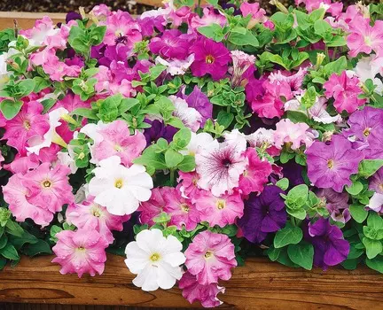 Петуния Капит Нептун набор