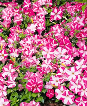 Петуния Капит Розовая звезда