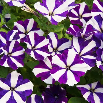 Петуния Капит Синяя звезда