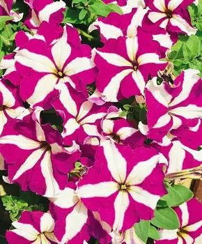 Петуния крупноцветковая Браво Фиолетовая звезда