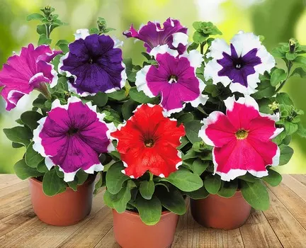 Петуния крупноцветковая Фрост набор