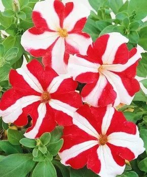 Петуния крупноцветковая Галактика Красная