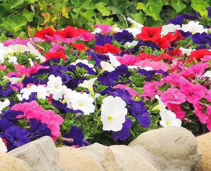 Петуния крупноцветковая Эз Райдер Цветной набор
