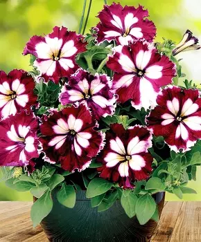 Петуния крупноцветковая Канкан Бургунди