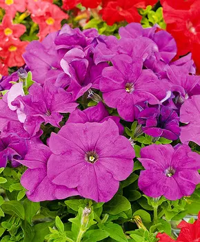 Петуния Лимбо Пурпурная