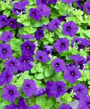 Петуния Лёгкая волна синяя