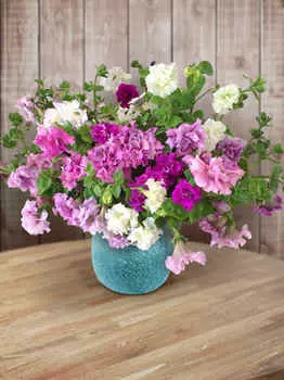 Петуния махровая Аллегра