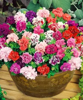 Петуния махровая Дубл Бонанза Цветной набор