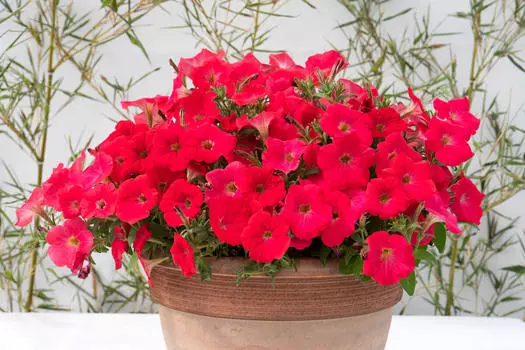 Петуния Май Джой Корал роуз