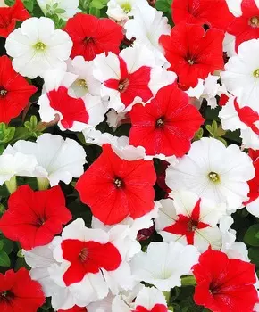 Петуния Мираж Алёнушка набор