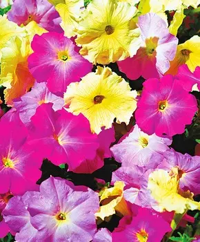 Петуния Мираж Нежные Напевы набор