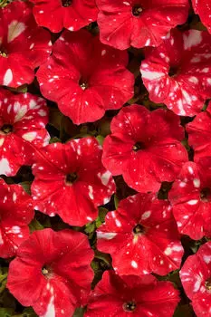 Петуния Млечный путь красная