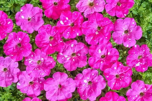 Петуния Млечный путь Насыщенно-розовая