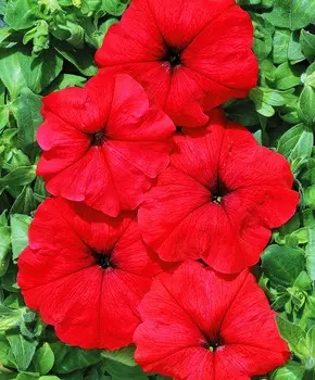 Петуния многоцветковая Марика