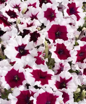 Петуния многоцветковая Селебрити Бургунди Фрост набор